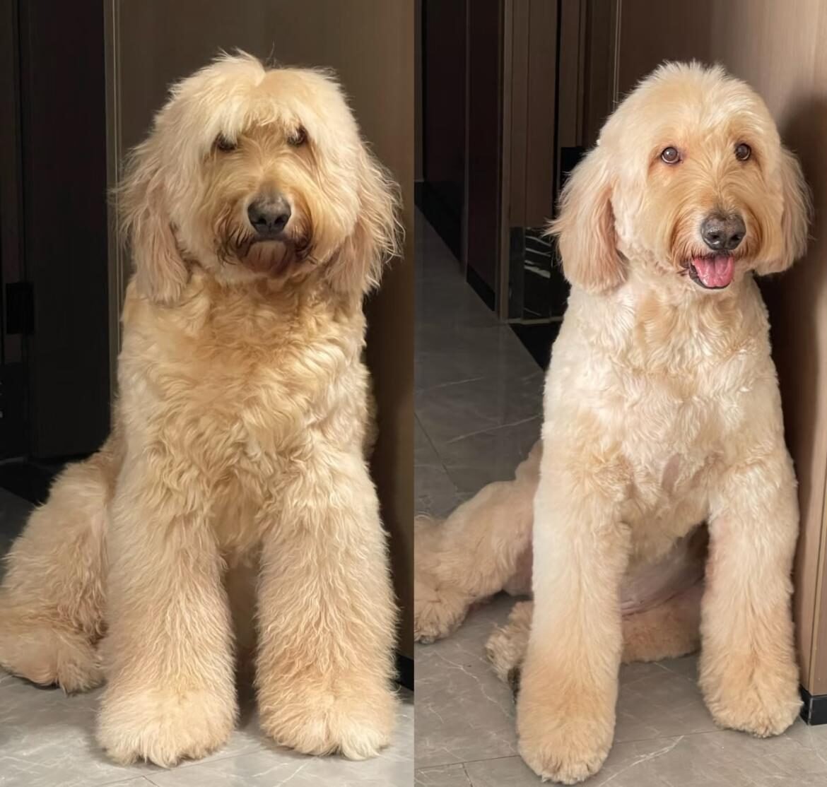 Goldendoodle before grooming