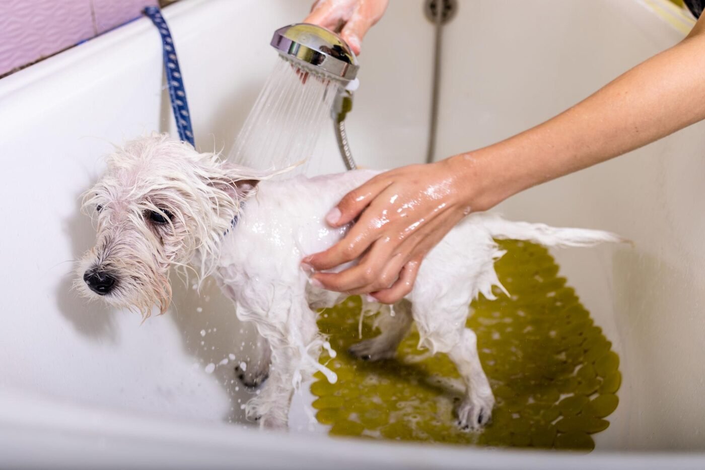 Terrier being showered